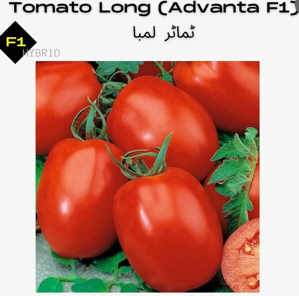 Tomato Advanta F1 Hybrid (Long)