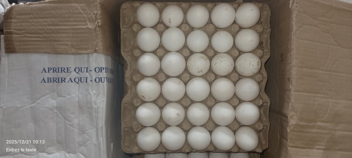 Œufs frais blanc et brun