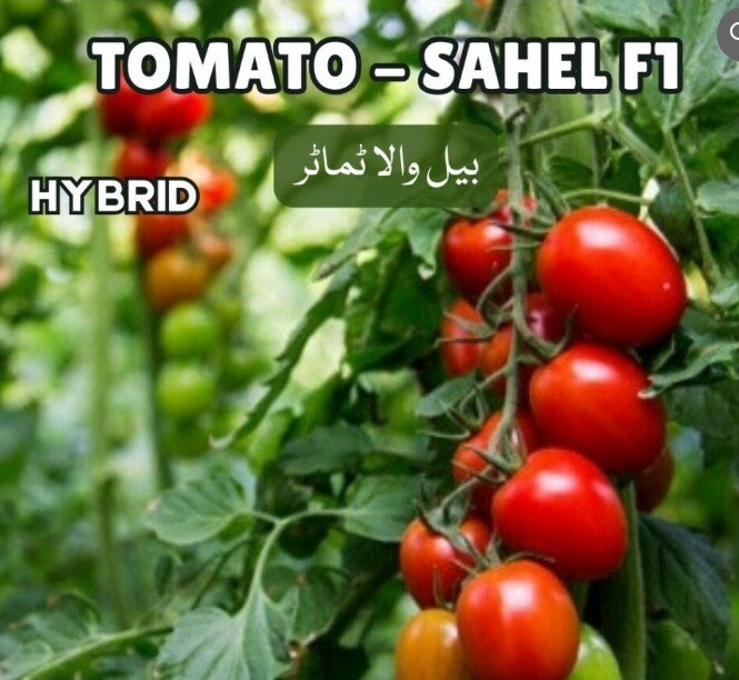 Tomato Sahel, F1 Hybrid