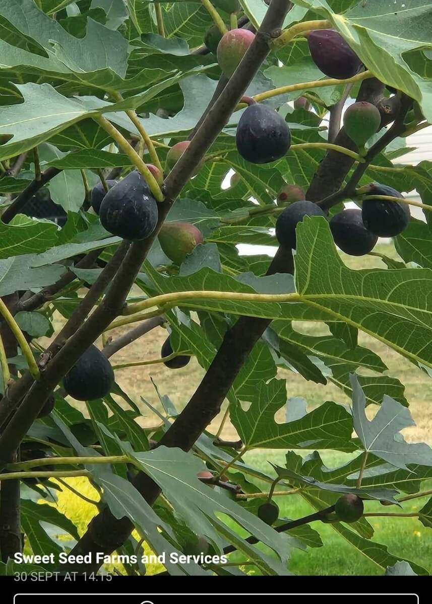 Fig tree