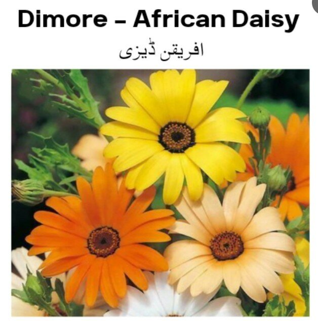 Dimore – African Daisy (Winter)