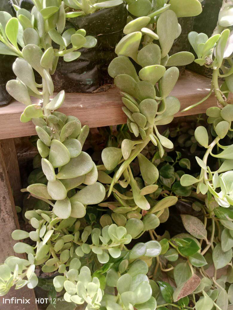 plantes vertes d'intérieur