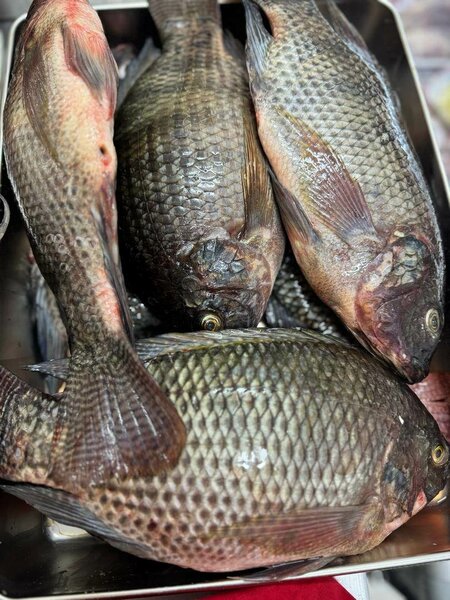 Tilapia fraîche - Parfait pour griller