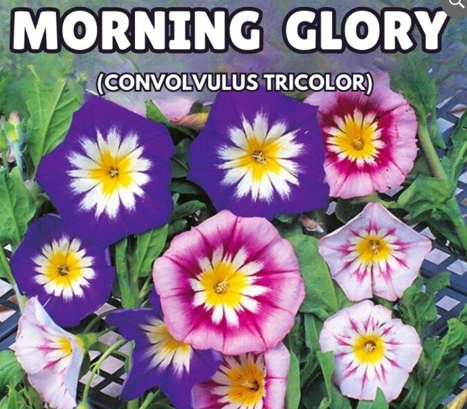 Morning Glory Seeds – Convolvulus Minor Tricolour (Summer)