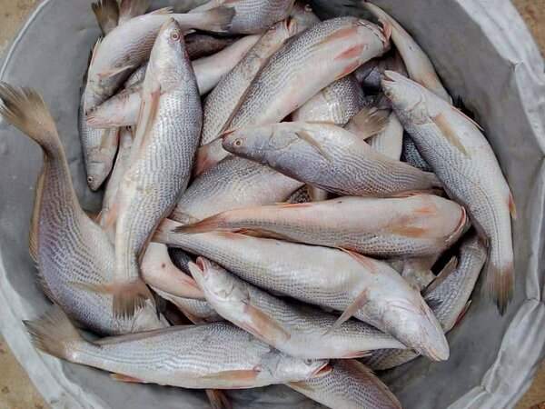 Poisson sosso 1kg 3500