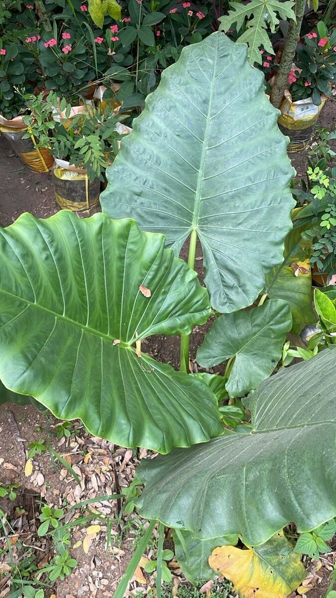 Elephant Ears