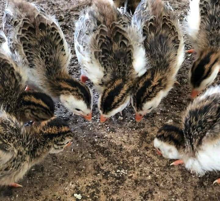 One month to four month old guinea fowls for sale