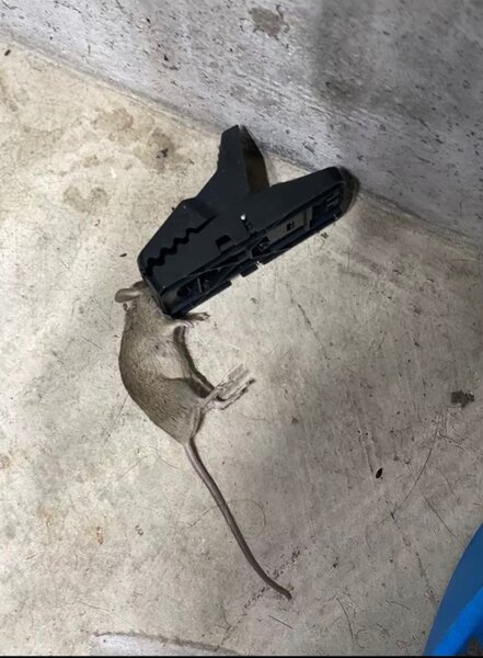 Piège à souris en plastique