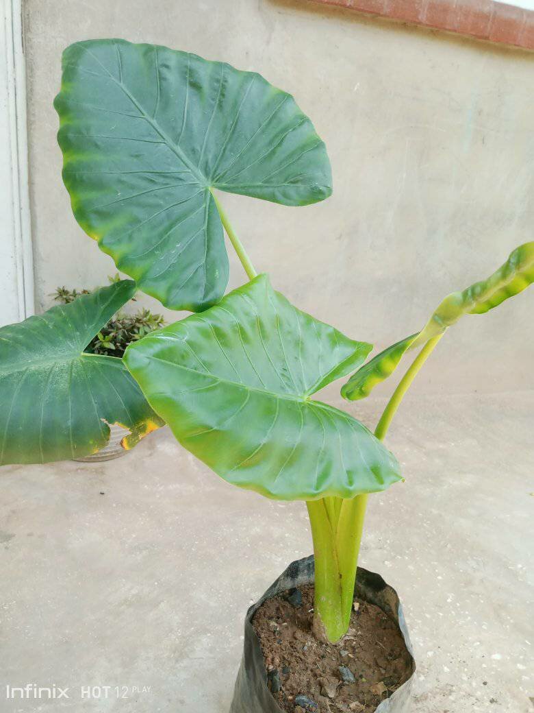 plantes vertes d'intérieur