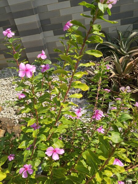 Fleurs de jardins️