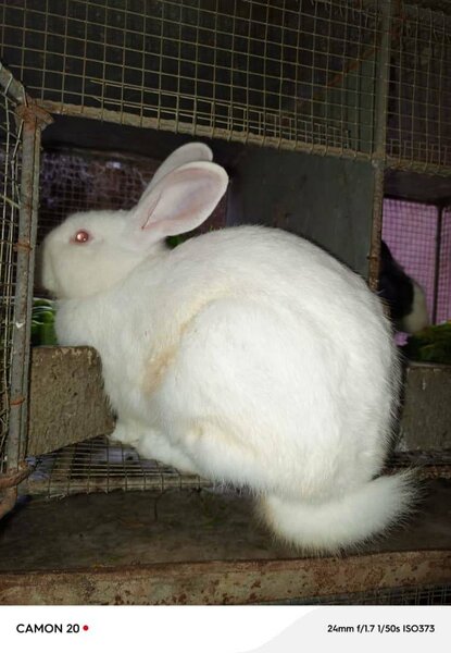 Lapins