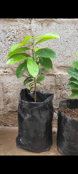 SOURSOP/GRAVIOLA PLANT SEEDLING