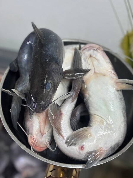 Marchoiron frais pour cuisine