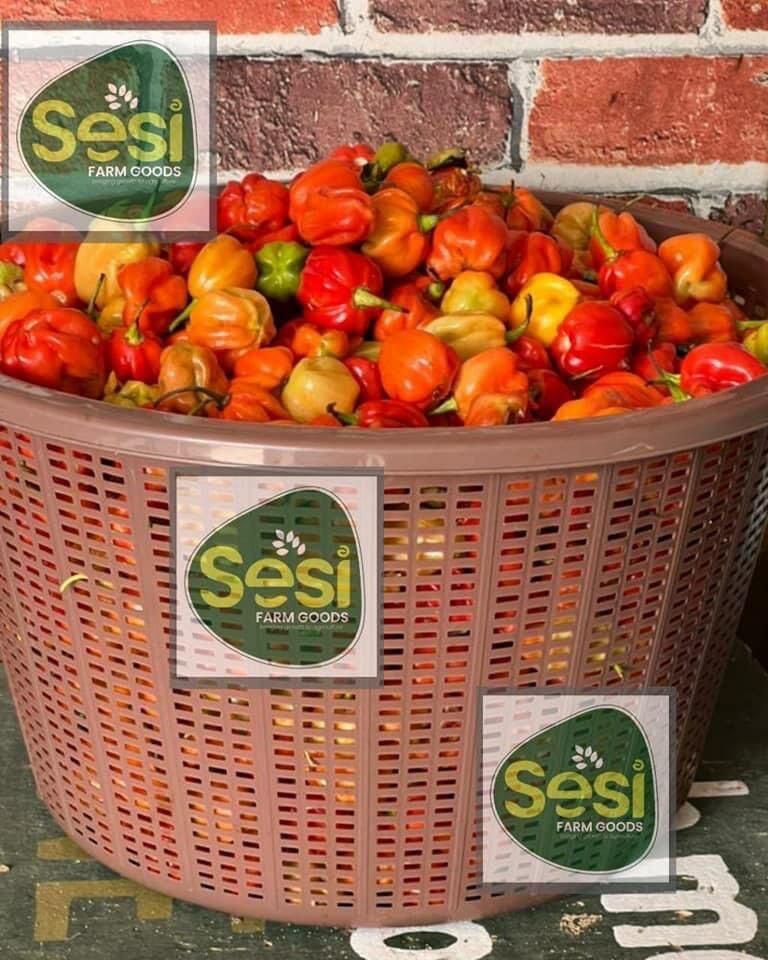 Freshly harvested vegetables