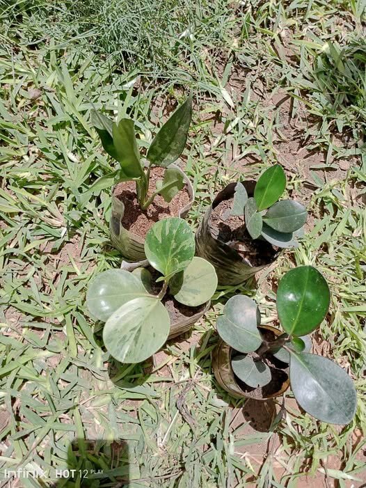 plantes vertes d'intérieur