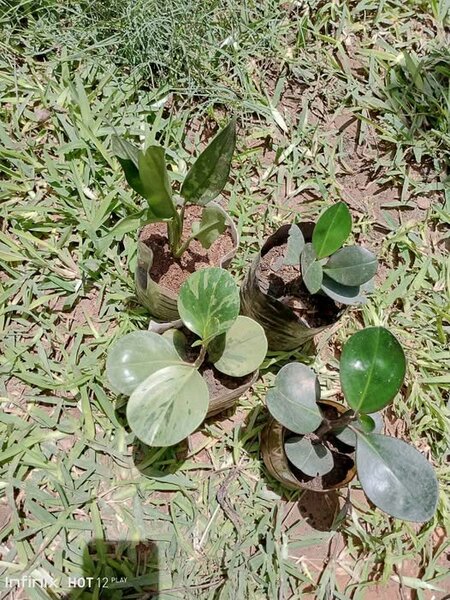 plantes vertes d'intérieur