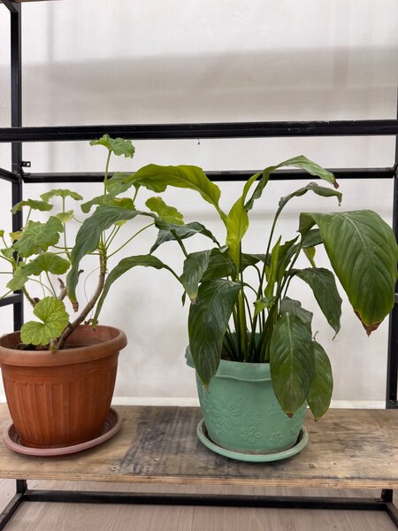 Женское счастье