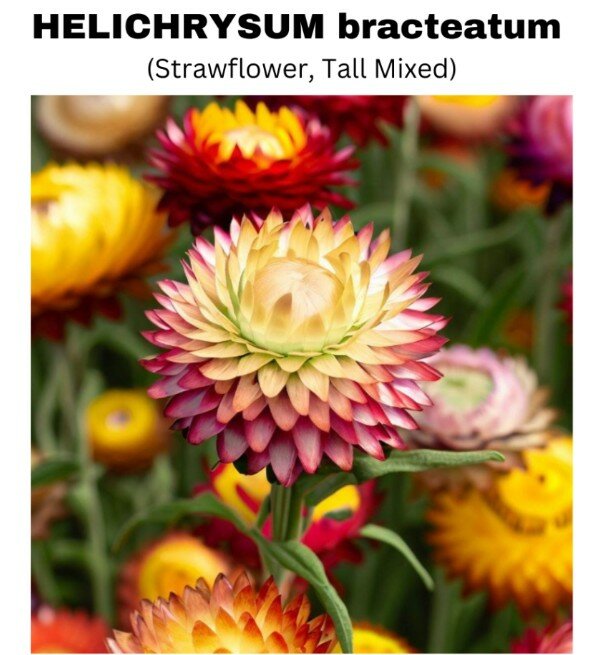 HELICHRYSUM bracteatum (Strawflower, Tall Mixed)