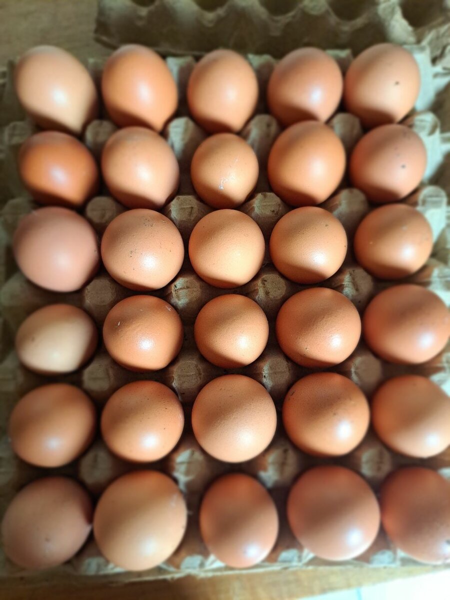 Œufs Frais Fermiers