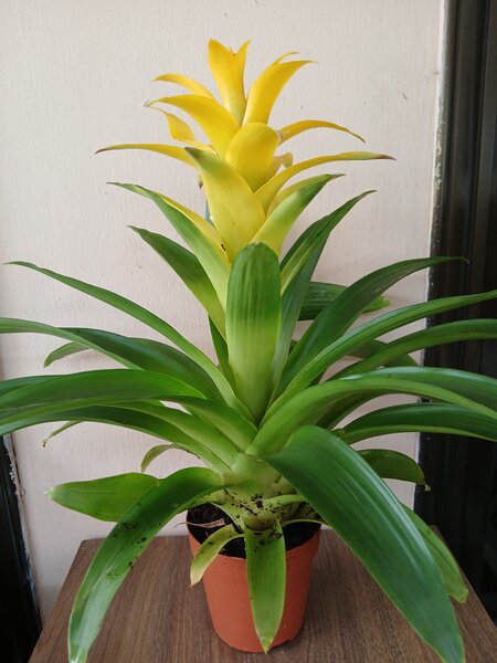 Bromeliad