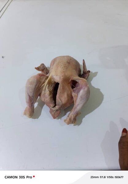 Poulet de chair frais