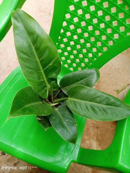 plantes vertes d'intérieur