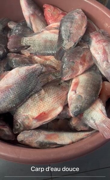 Carpes deau douce. Prix au kg