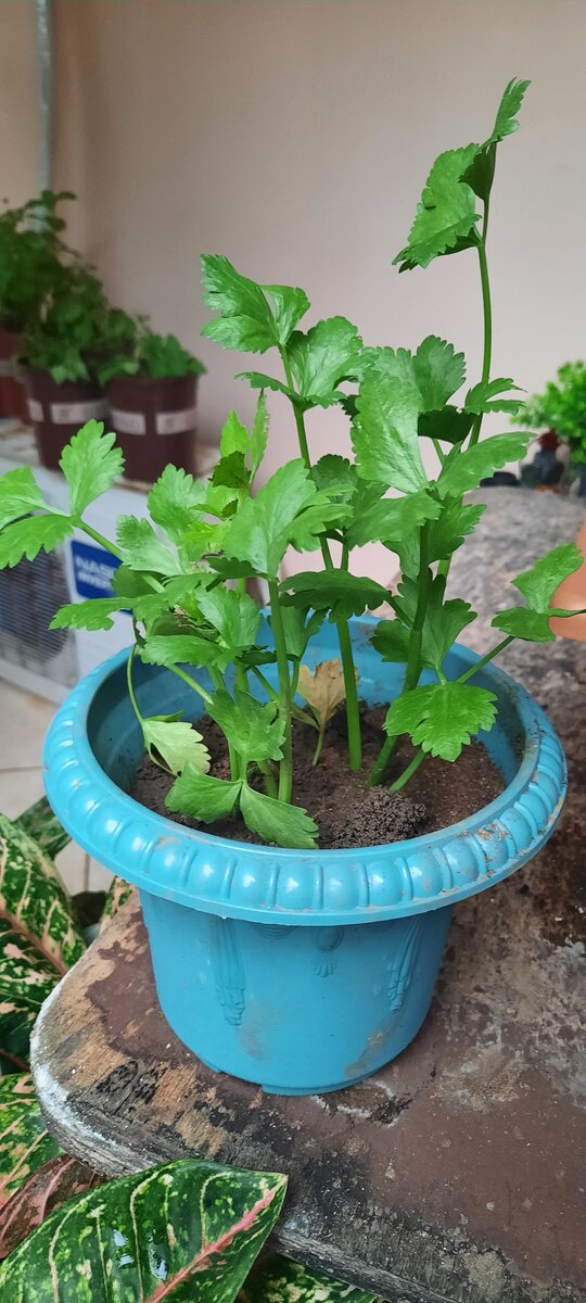 Plante de céleri en pot