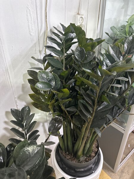 замиокулькас черный гигант