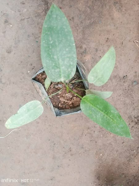 plantes vertes d'intérieur