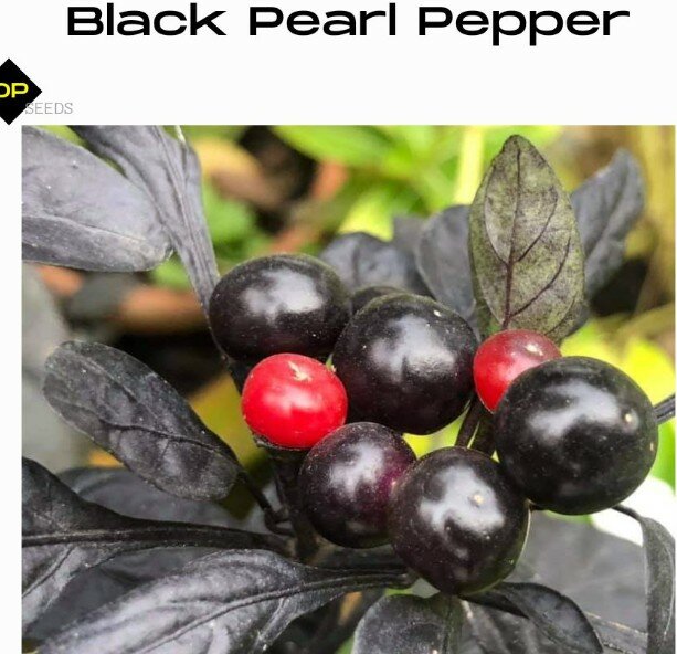 Black Pearl Pepper Seeds