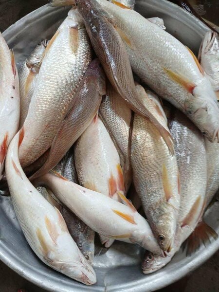 Poissons frais de mer