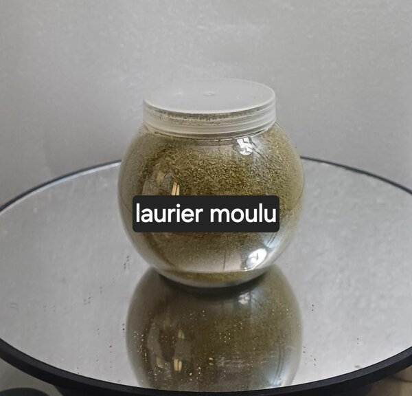 Laurier Moulu en Pot