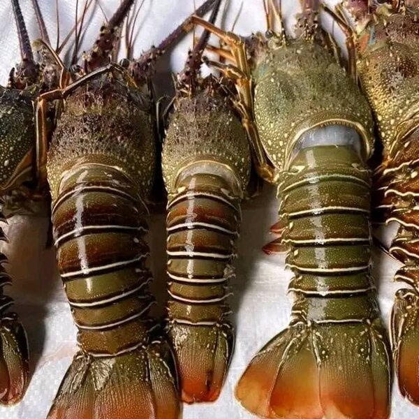 Homards frais premium