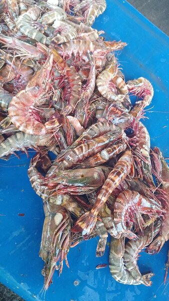 Crevettes tigré fraîche