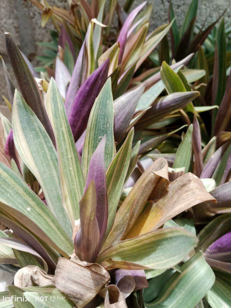 plantes vertes d'intérieur