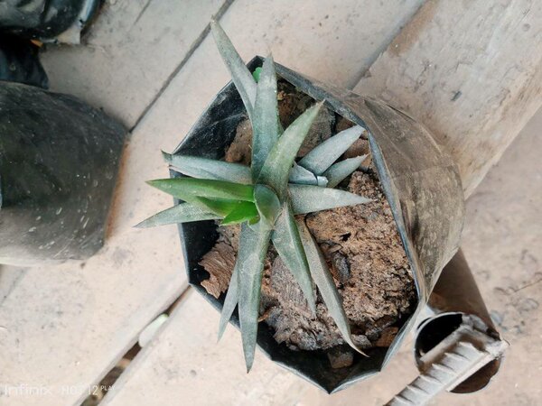 plantes vertes d'intérieur