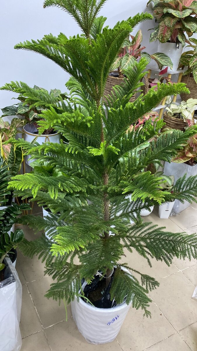 Комнатные растения