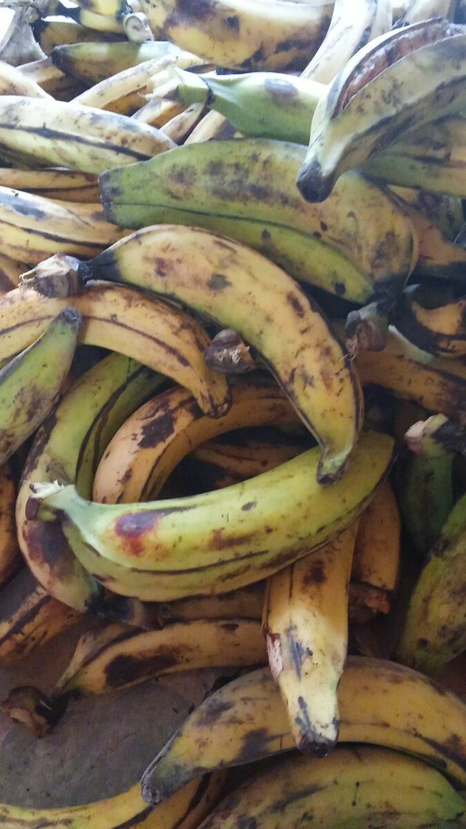 Bananes plantain