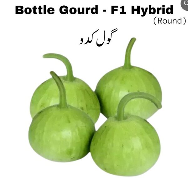 Bottle Gourd Seeds, F1 Hybrid (Round) گھیا کدو گول