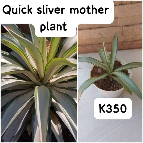 Plants