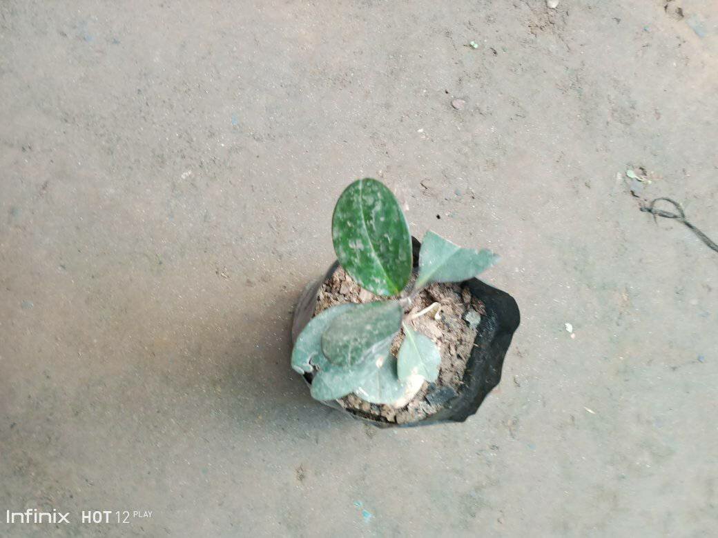 plantes vertes d'intérieur