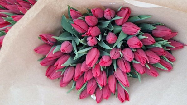 Тюльпаны оптом и в розницу