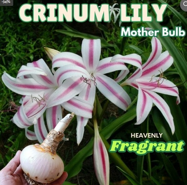 Crinum Lily – MOTHER BULB (Heavenly Fragrant)