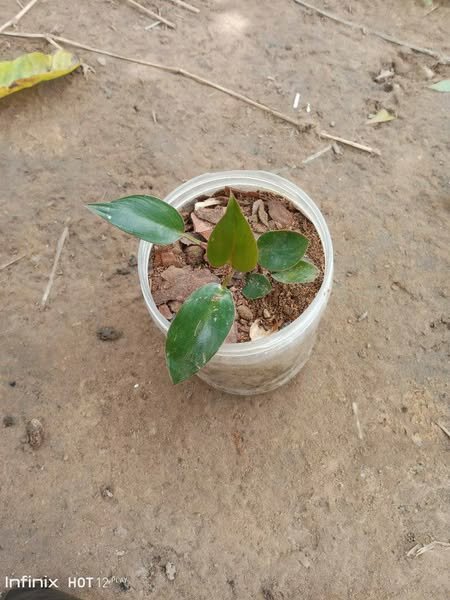 plantes vertes d'intérieur