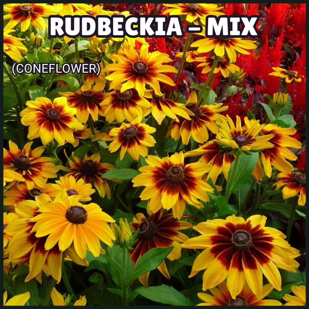 Rudbeckia Mix