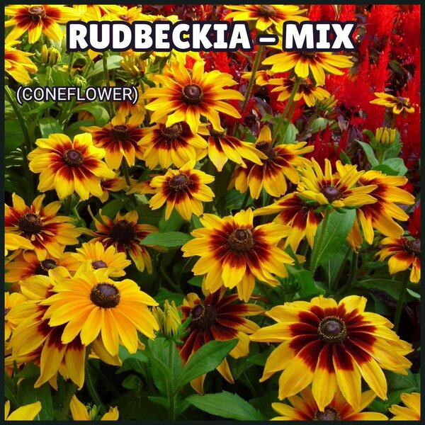 Rudbeckia Mix
