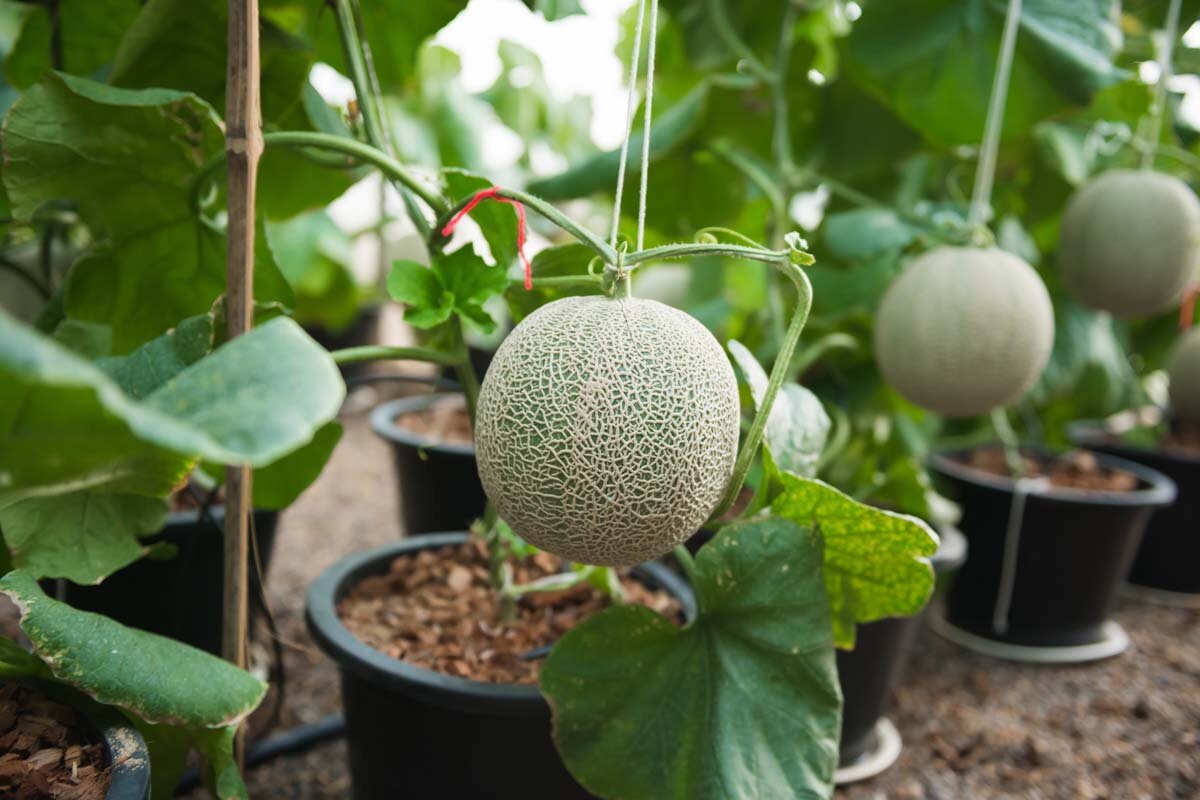 Plant de melon en pot