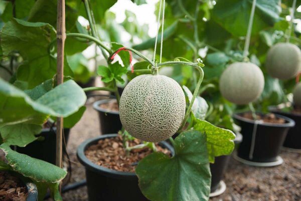 Plant de melon en pot