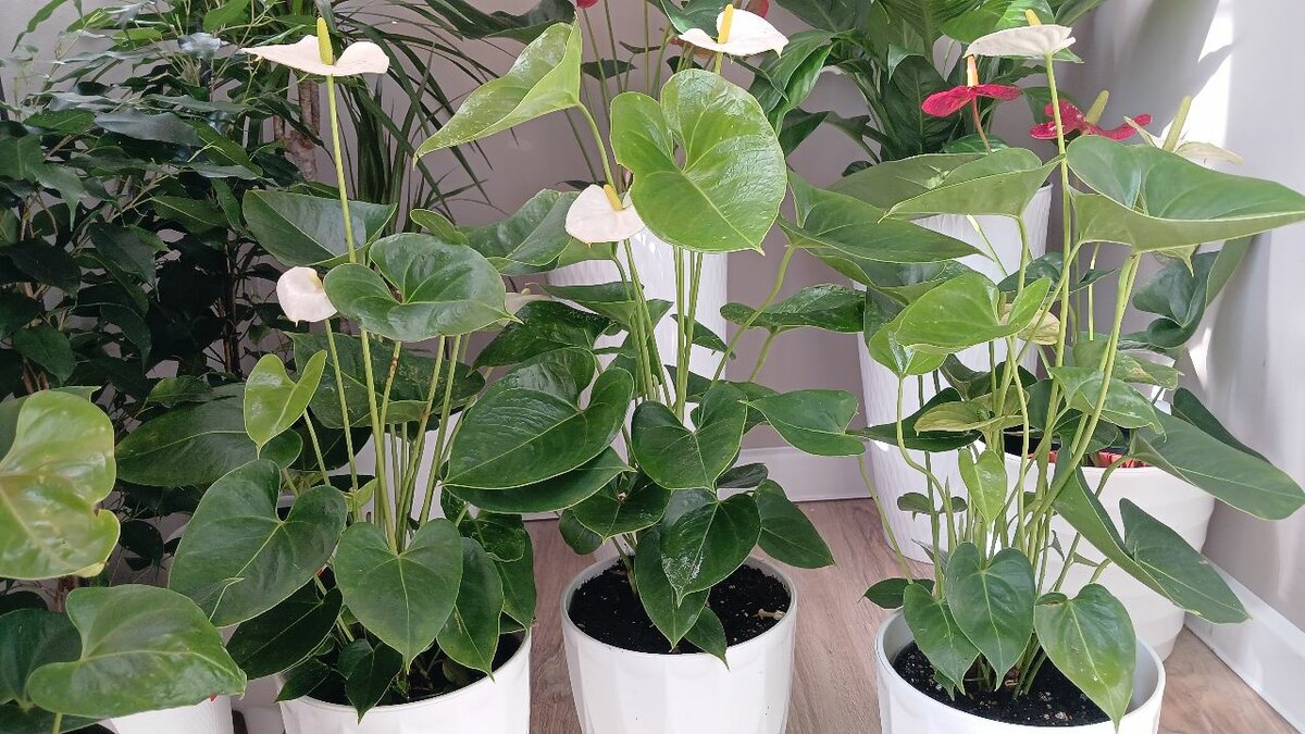 Антуриум гигат сортт